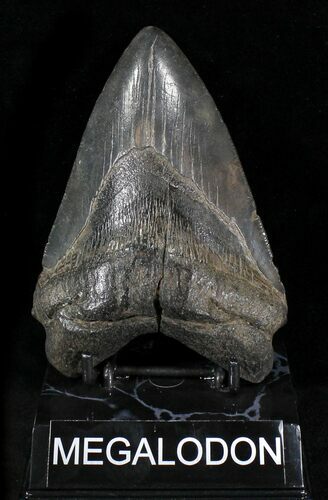 Fossil Megalodon Tooth - South Carolina #23670